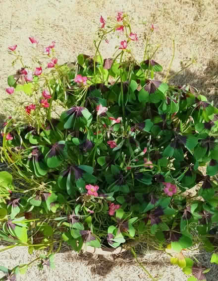 Photo of free Oxalis (Hockley Port B18) #2