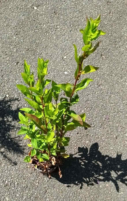 Photo of free Aster (Hockley Port B18) #1