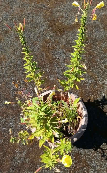 Photo of free Evening Primrose plant (Hockley Port B18) #2