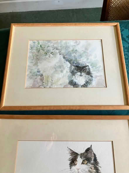 Photo of free 3 cat pictures (Pant SY10) #1