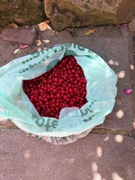 Photo of free Fresh picked red currants (Malvern Link WR14) #1