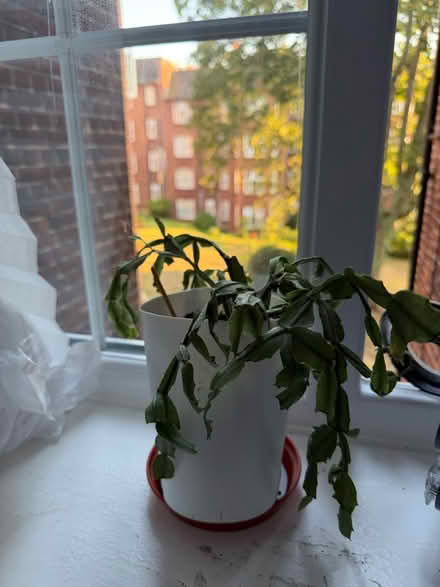 Photo of free 3 houseplants 🌵 (75 Moreland Court NW2) #4