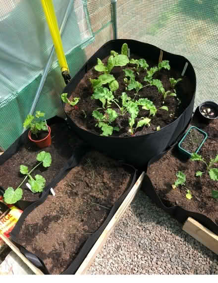 Photo of free Vegetable Plant Beds / grow bags (Caerphilly CF83) #1