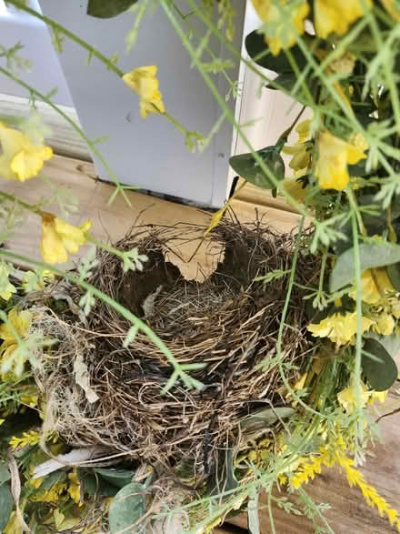 Photo of free Wreath with nest (Ambler) #2