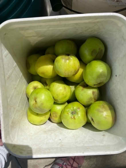 Photo of free Gravenstein apples (Lake City/Meadowbrook) #1