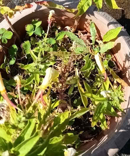 Photo of free Evening Primrose plant (Hockley Port B18) #1