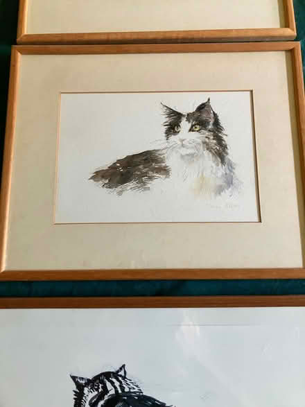 Photo of free 3 cat pictures (Pant SY10) #2