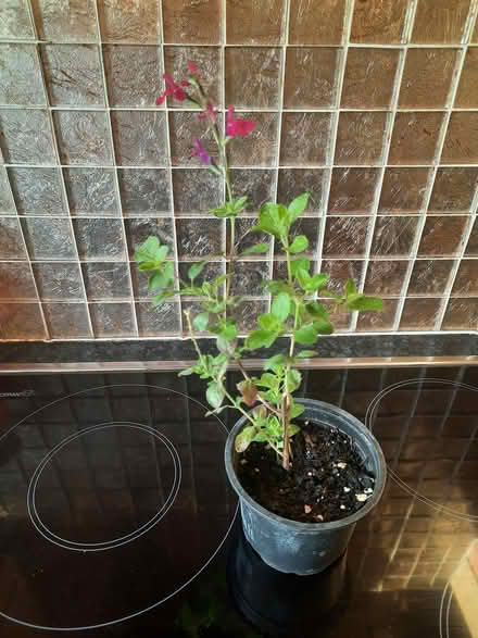 Photo of free Red Salvia or Cherry Lips cutting (Morden SM4) #3