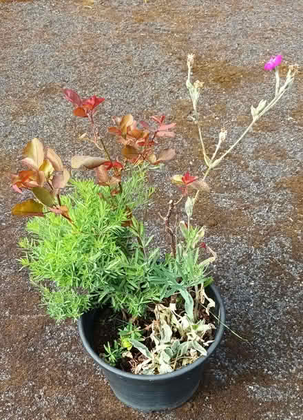 Photo of free Rose (Hockley Port B18) #3