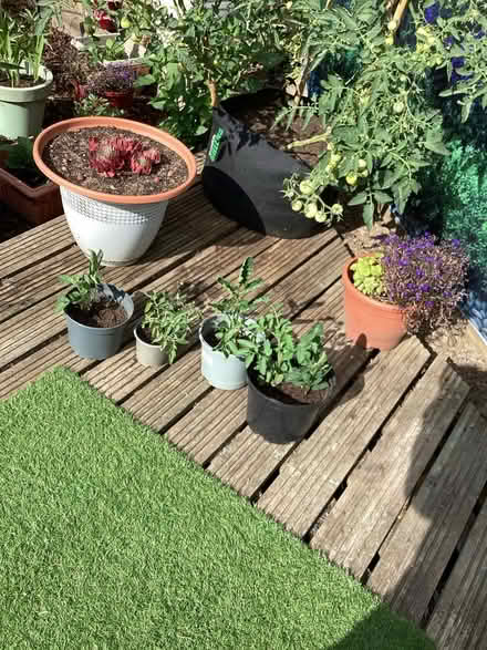 Photo of free 4 x Tomato plants (Bedfont TW14) #1