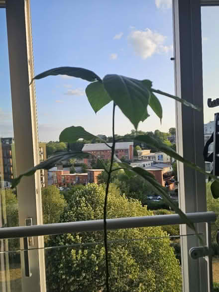 Photo of free Avocado plant (Birmingham) #1