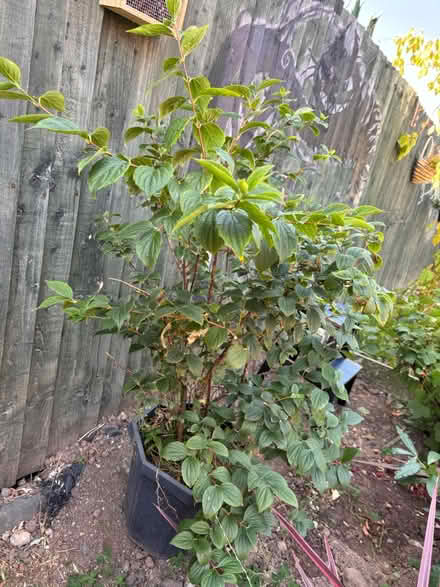 Photo of free Philadelphus coronarius Shrub (Halewood L25) #1