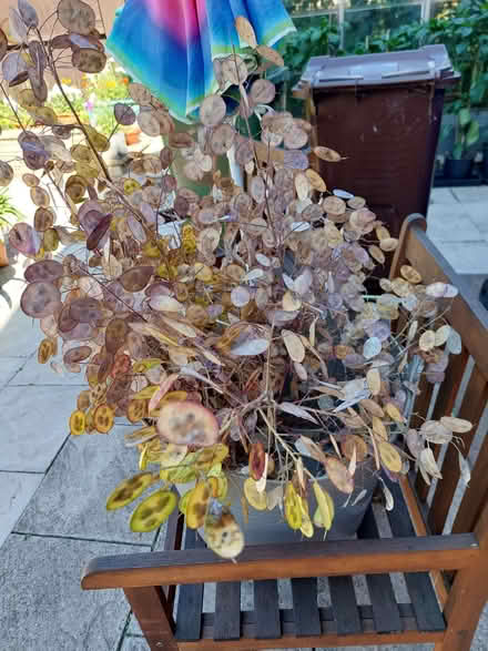 Photo of free Large amount of dried Honesty - Mickleover (Mickleover DE3) #1