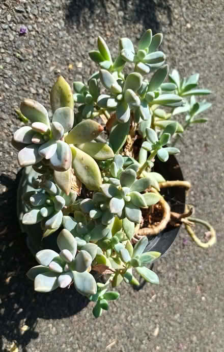 Photo of free Succulent plant (Hockley Port B18) #2