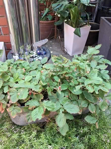 Photo of free Strawberry plants (Soho WC2H) #1