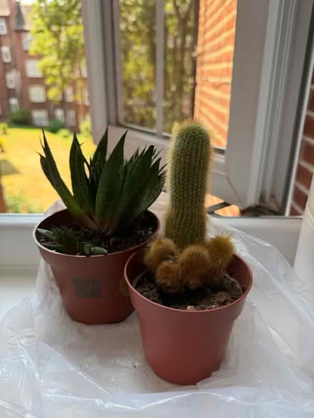 Photo of free 3 houseplants 🌵 (75 Moreland Court NW2) #3