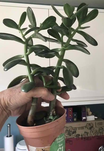 Photo of free 2 Potted Crassula Ovata Money Trees (BR60BY) #2
