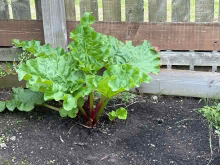 Photo of rhubarb (Drum Brae EH4) #1
