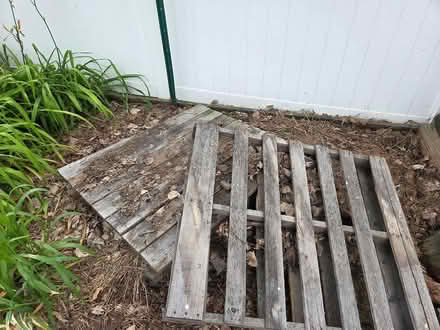 Photo of free 3 wood pallets (Elmhurst near Berens Park) #2