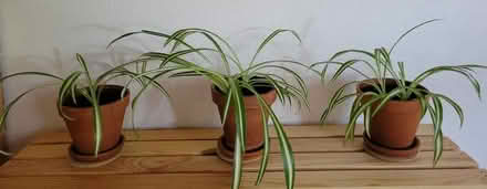 Photo of free Spider plants (Gov Miles & Camino Carlos Rey) #1