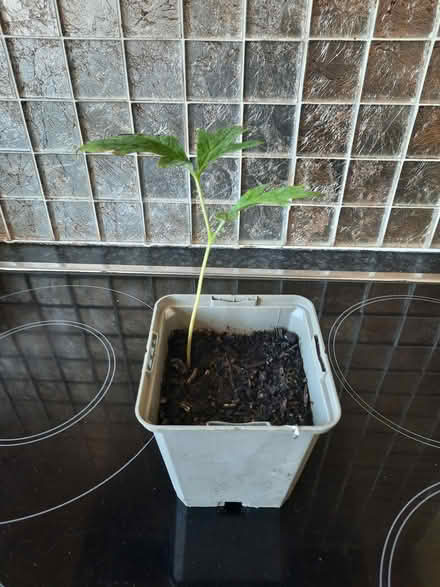 Photo of free Yellow Tree Peony Seedling (Morden SM4) #3