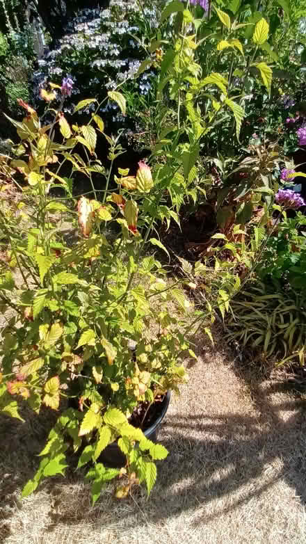 Photo of free Yellow-flowered shrub (Hockley Port B18) #1