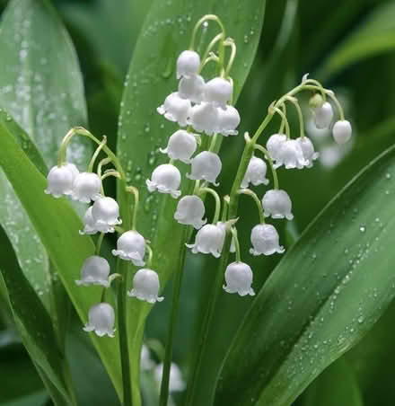 Photo of free lily of the valley bare root plants (Cookham SL6) #1