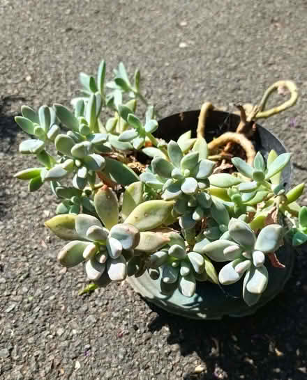 Photo of free Succulent plant (Hockley Port B18) #1