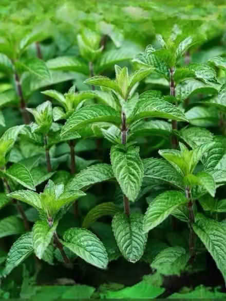 Photo of Mint (Normandy nr Guildford GU3) #1