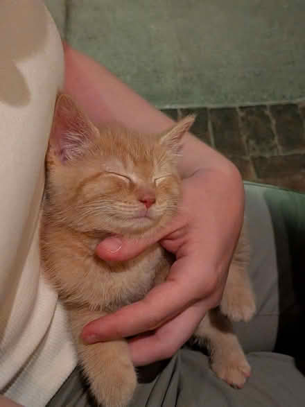 Photo of Kitten Harness (Boston) #1