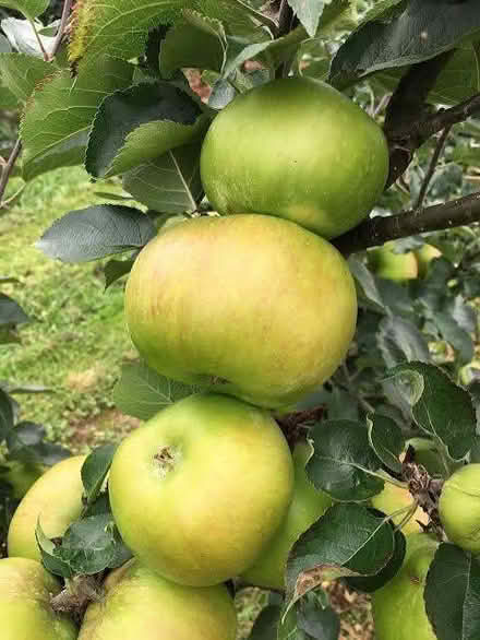 Photo of Cooking apples. (Sherrard's Green WR14) #1