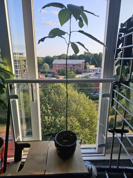 Photo of free Avocado plant (Birmingham) #2