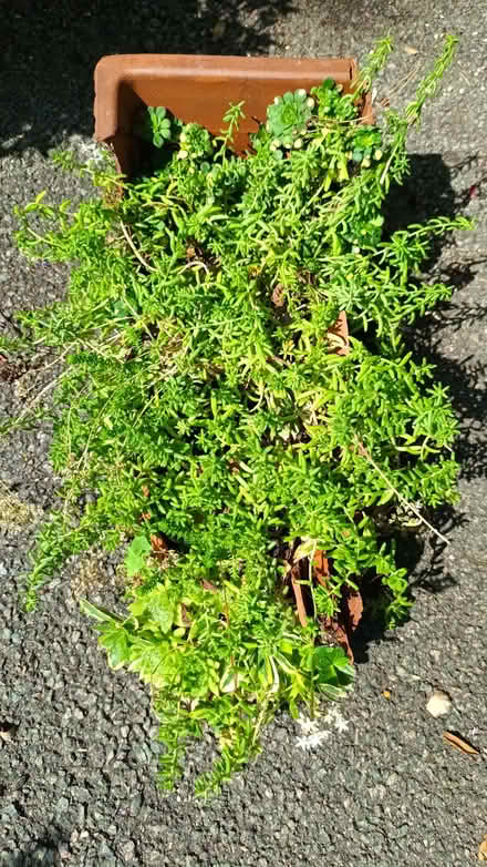Photo of free Mixed Succulents (Hockley Port B18) #1