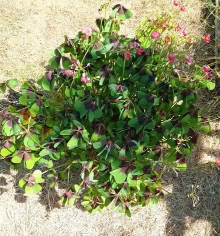 Photo of free Oxalis (Hockley Port B18) #1