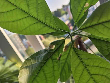 Photo of free Avocado plant (Birmingham) #3