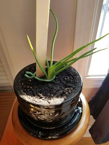 Photo of free Alone vera plant (Hunt Club) #1