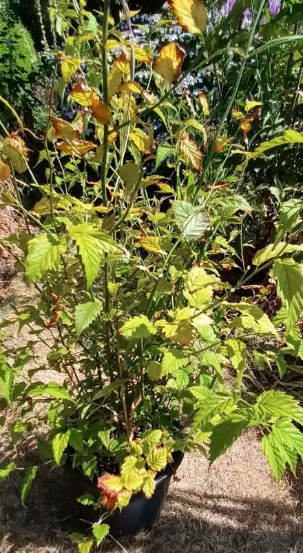 Photo of free Yellow-flowered shrub (Hockley Port B18) #2