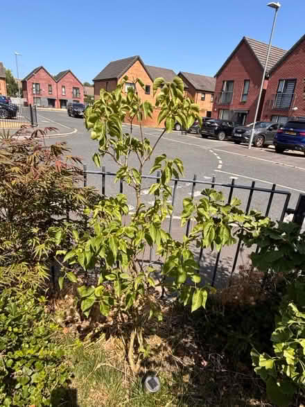 Photo of free Lilac tall shrub (Halewood L25) #1