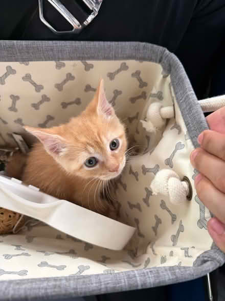 Photo of Kitten Harness (Boston) #3