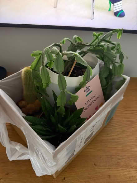 Photo of free 3 houseplants 🌵 (75 Moreland Court NW2) #2