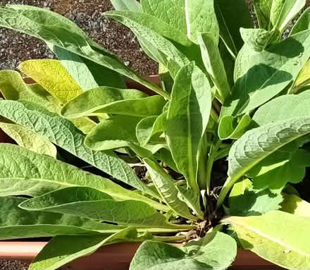 Photo of free Verbascum seedlings (Hockley Port B18) #1