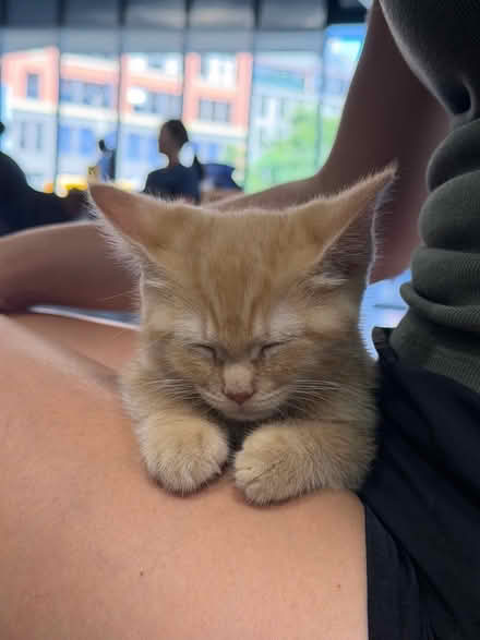 Photo of Kitten Harness (Boston) #2