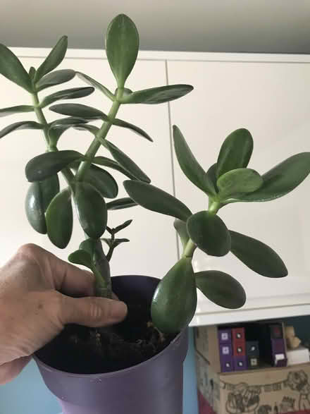 Photo of free 2 Potted Crassula Ovata Money Trees (BR60BY) #3