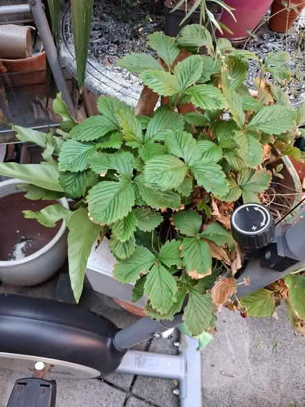 Photo of free Strawberry plants (Soho WC2H) #2