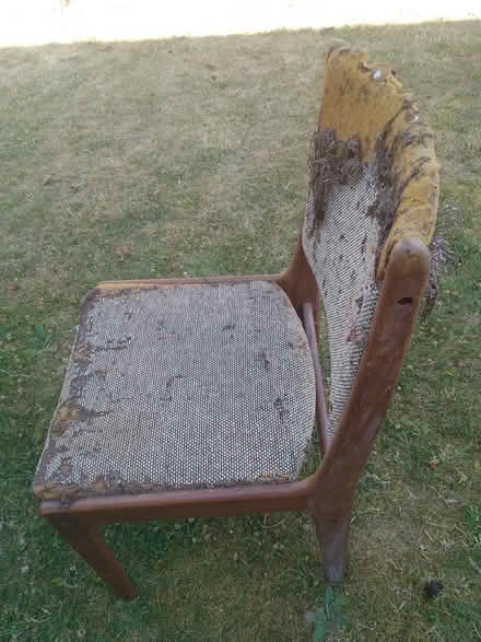 Photo of free Reupholstering project chairs (Poppleton York) #1