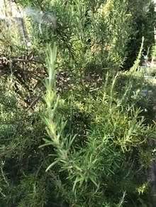 Photo of free fresh rosemary (Liverpool) #1