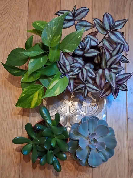 Photo of free Houseplants (Hampton CT6) #1