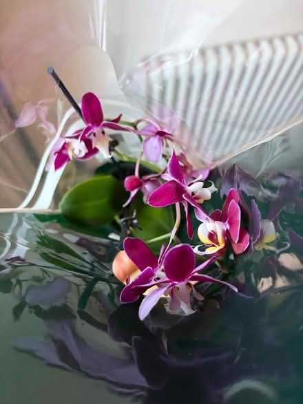 Photo of free Orchid (Landport BN7) #2