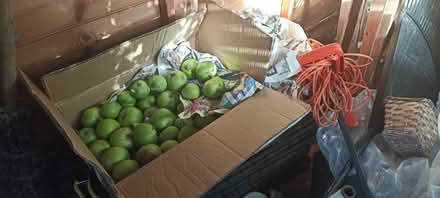 Photo of free Cooking apples (Keston BR2) #1
