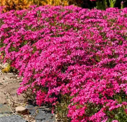 Photo of free Creeping phlox deep pink (Morden SM4) #1